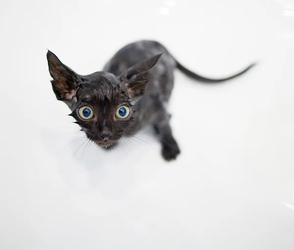 Little black kitten basking in the bath — Stock Photo, Image