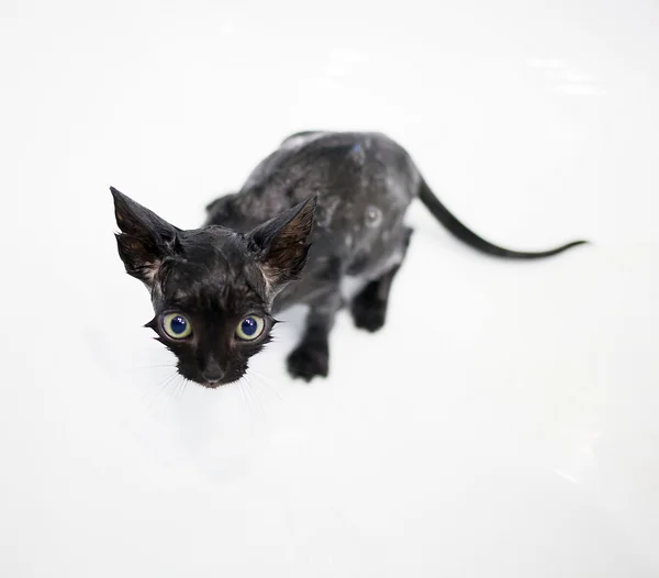 Little black kitten basking in the bath — Stock Photo, Image