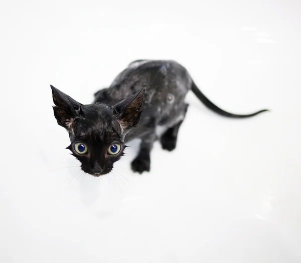 Little black kitten basking in the bath — Stock Photo, Image