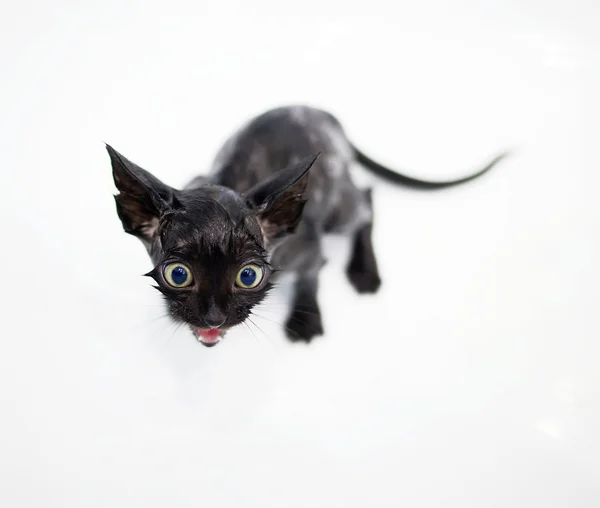 Little black kitten basking in the bath — Stock Photo, Image