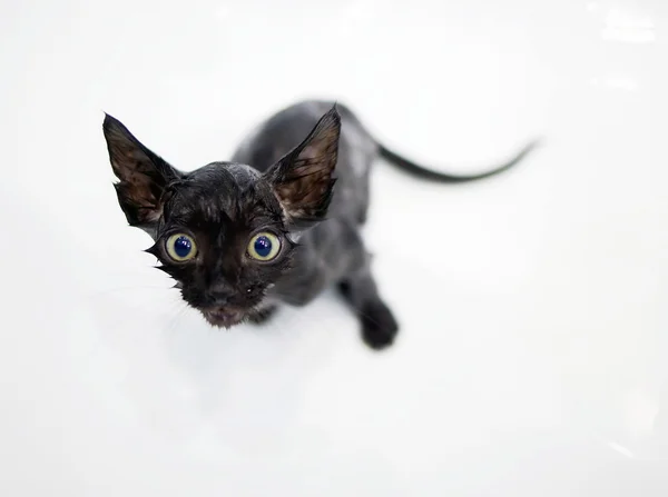 Little black kitten basking in the bath — Stock Photo, Image