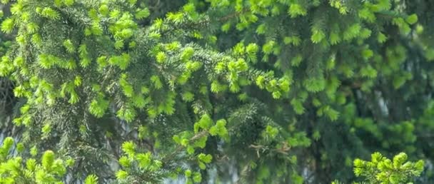 Zielony młodych świerkowych igieł drzewa. — Wideo stockowe