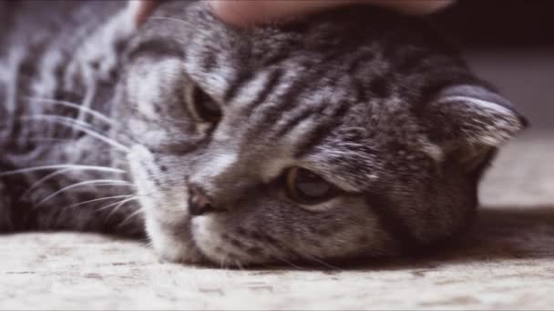 Scottish Fold katt är sjuk. — Stockvideo