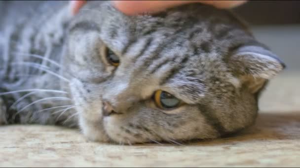 Schotse vouwen kat is ziek. — Stockvideo