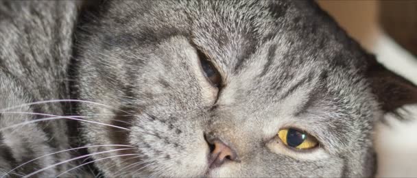 Chat pliant écossais