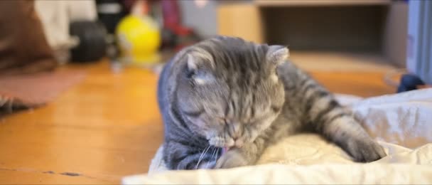 Escocês gato dobrável — Vídeo de Stock