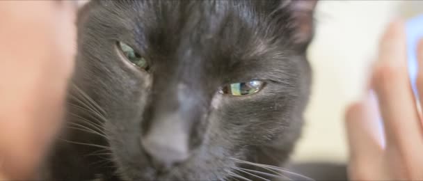 Petit chat noir . — Video