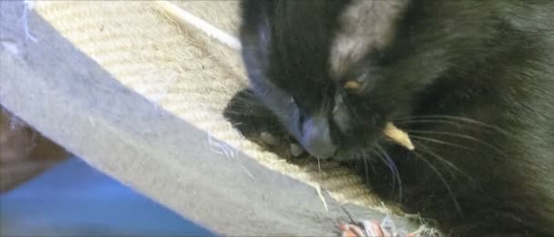 Kleine schwarze Katze. — Stockvideo
