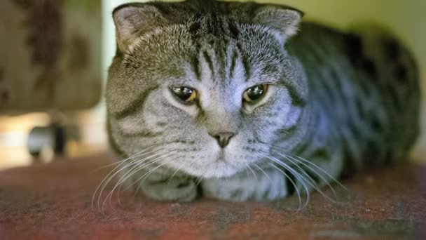苏格兰折猫是病和伤心在地板上. — 图库视频影像