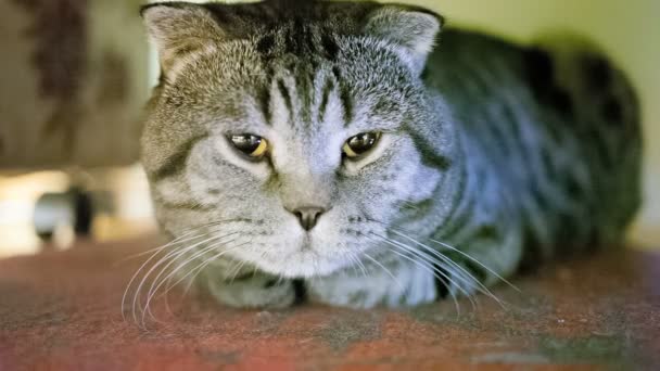 Scottish Διπλώνετε γάτα είναι άρρωστος και λυπημένος στο πάτωμα. — Αρχείο Βίντεο