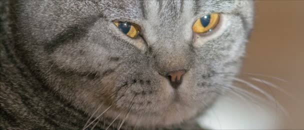 Кот Scottish Fold болен и грустен на полу . — стоковое видео