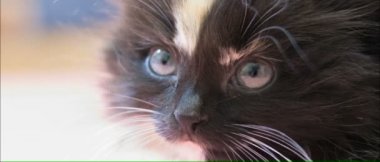 küçük tüylü kedi.