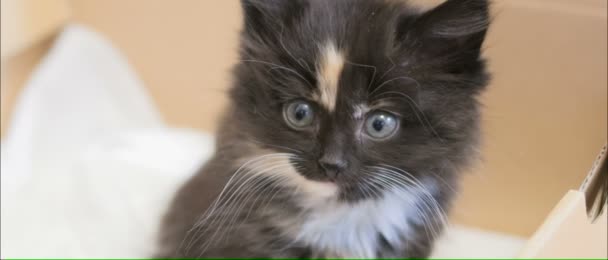 Petit chaton moelleux .