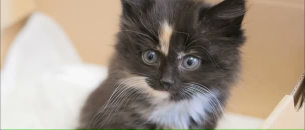 Pequeno gatinho fofo . — Vídeo de Stock