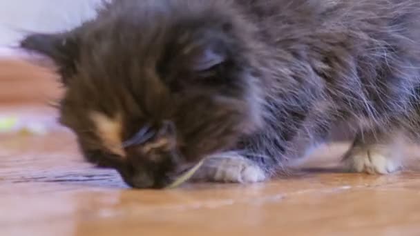 Pequeño gatito esponjoso . — Vídeo de stock