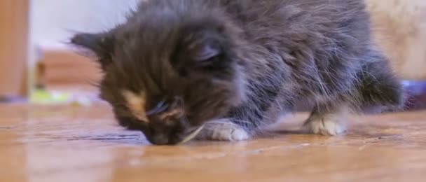 Liten fluffig kattunge. — Stockvideo