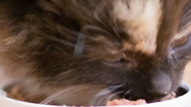 Liten fluffig kattunge. — Stockvideo