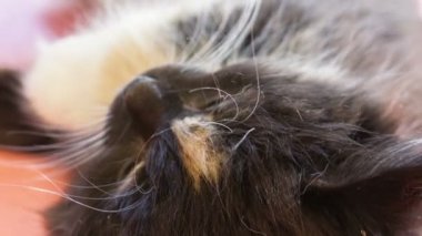 küçük tüylü kedi.