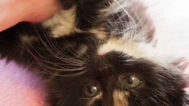 küçük tüylü kedi.