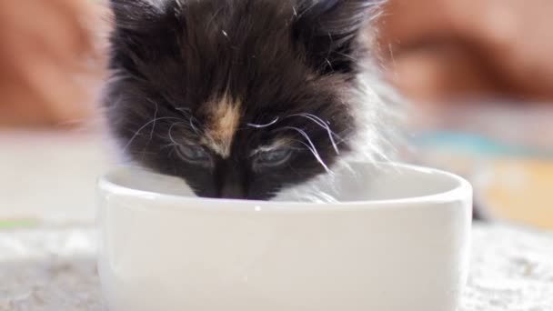 Mały kotek puszyste. — Wideo stockowe