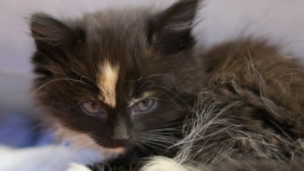 Petit chaton moelleux .