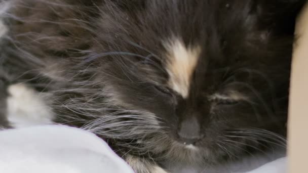 Liten fluffig kattunge. — Stockvideo