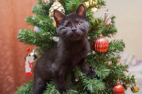 Kitten invalid, with one eye on the Christmas tree — Stock Photo, Image