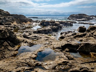 Kum Taşı 'ndaki gelgit havuzları, Botanik Plajı, BC, Kanada