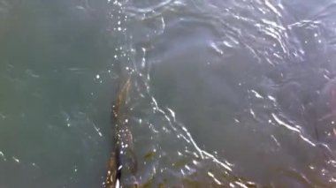 Su yüzeyindeki okyanus gelgit akıntısında sallanan yosunların Lo-fi yukarıdan aşağı görüntüsü.