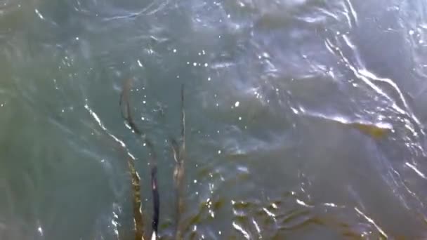 Lo-fi slow-motion of kelp swaying in ocean tidal current at waters surface. — Video