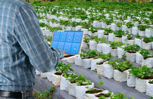 Фермери Використовують Комп Ютерні Сучасні Технології Суничних Полях Які Культивуються — стокове фото