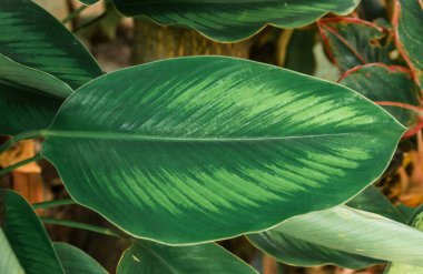 Sırt grubunun doğal yeşil yaprakları