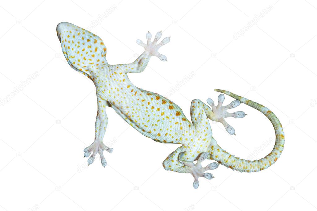 feet of a gecko on a white background
