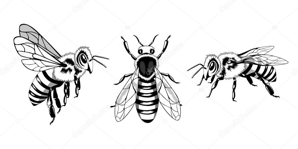 Set of black and white bees on a white background. Design for banners, prints, flyers.