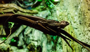 Kertenkele bir ağaç dalı üzerinde gizleme