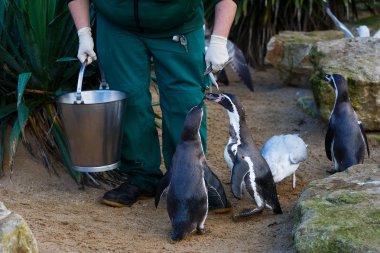 Zookeeper feeding the penguins clipart
