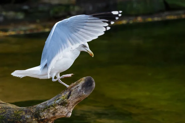 Прекрасная летающая чайка — стоковое фото