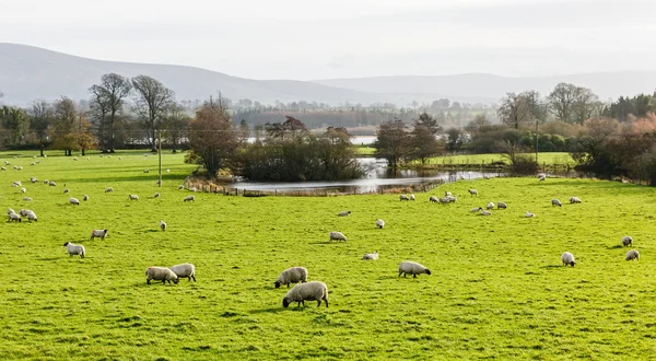 Granja de ovejas irlandesa — Foto de Stock