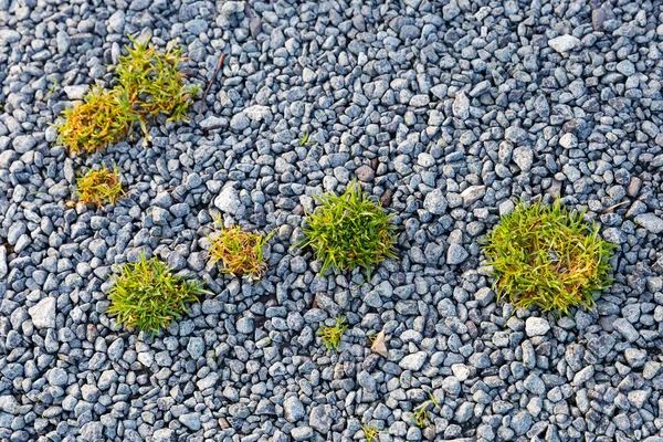 Pebbles e arbustos de grama textura — Fotografia de Stock