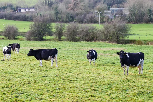 Vacas blancas y negras en el prado — Foto de Stock
