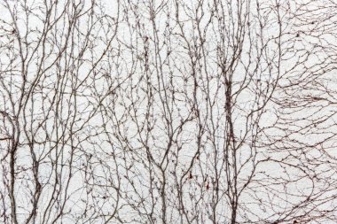 Kuru üzüm duvar kapağı