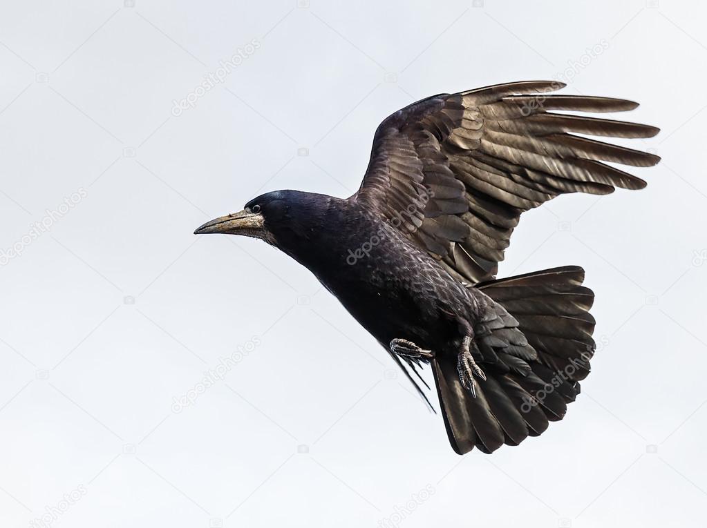 Flying black crow