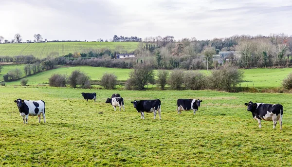 Vacas blancas y negras en el prado — Foto de Stock