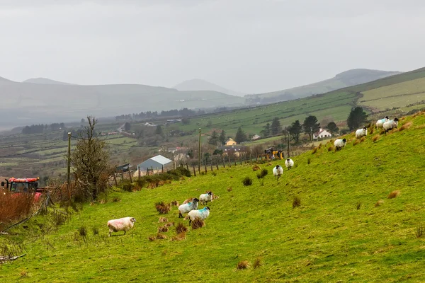 Foto de paisaje irlandés en un día lluvioso — Foto de Stock
