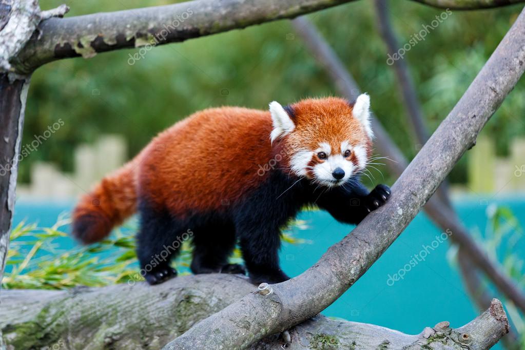 Cute Red Panda Stock Photo By C Obencem