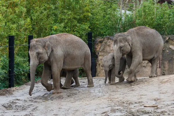 Familia de elefantes en el zoológico — Foto de Stock