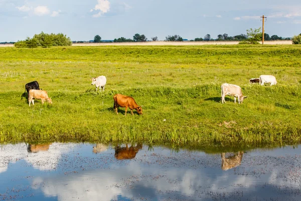 Rebaño de vacas en el prado — Foto de Stock