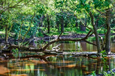 Orman ağaçları yansıma su
