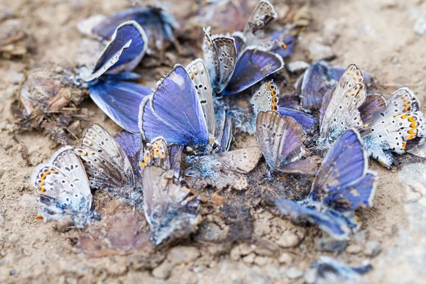 Destroyed butterfly family — Stock Photo, Image