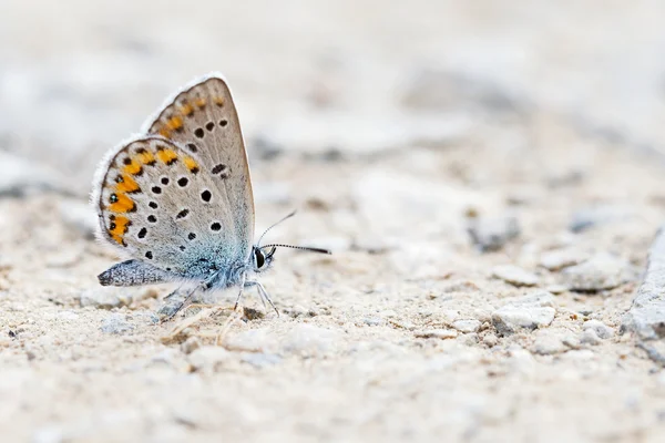 Schmetterling — Stockfoto